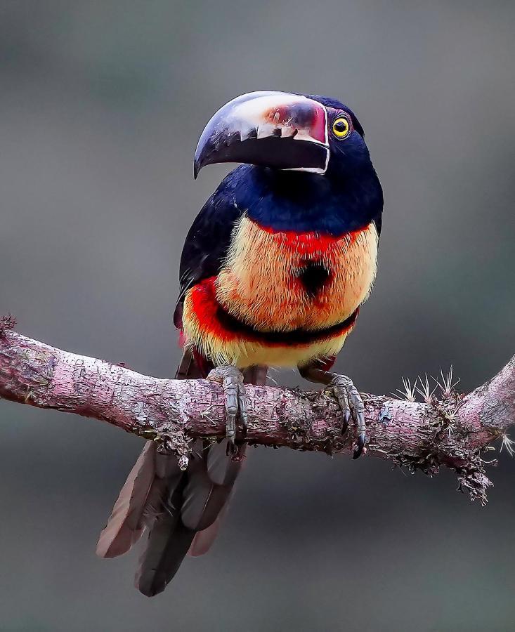 Arte De Plumas Birding Lodge Καρτάγο Εξωτερικό φωτογραφία