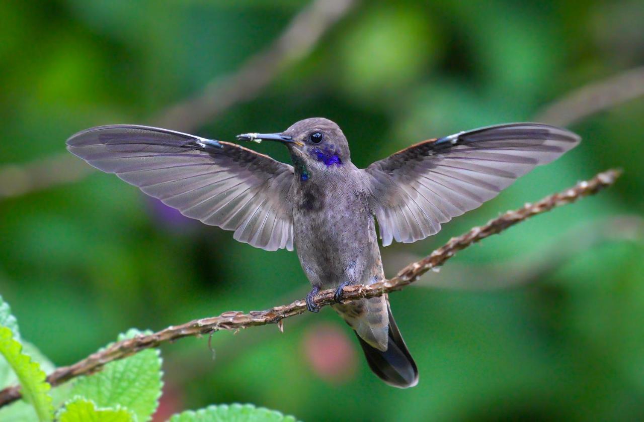 Arte De Plumas Birding Lodge Καρτάγο Εξωτερικό φωτογραφία