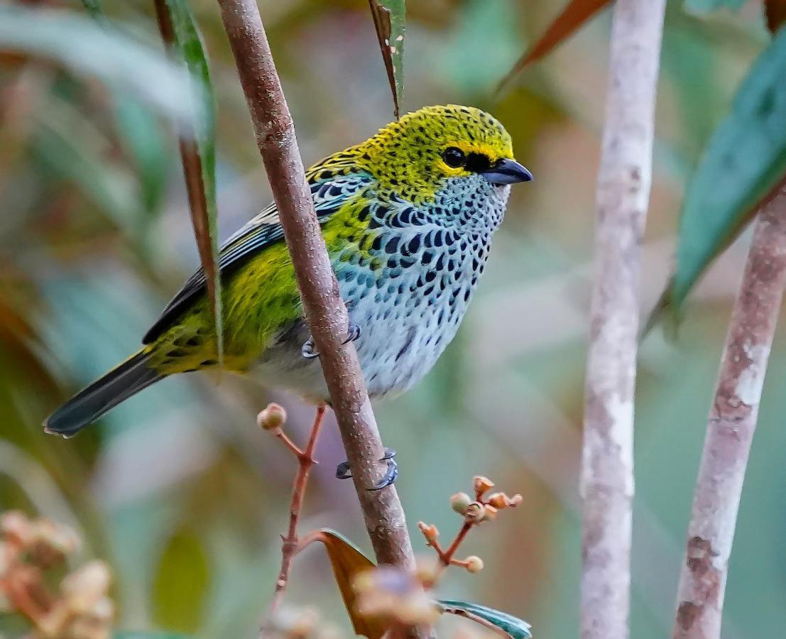 Arte De Plumas Birding Lodge Καρτάγο Εξωτερικό φωτογραφία