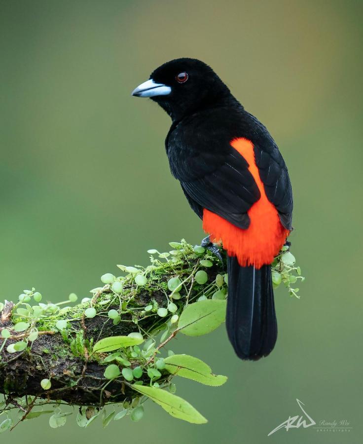 Arte De Plumas Birding Lodge Καρτάγο Εξωτερικό φωτογραφία