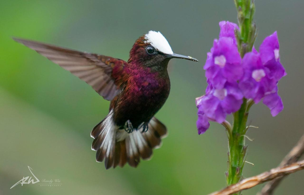 Arte De Plumas Birding Lodge Καρτάγο Εξωτερικό φωτογραφία