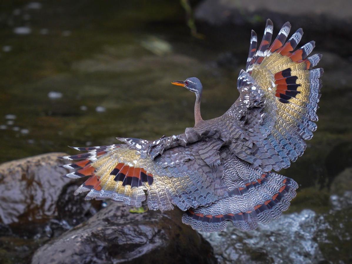 Arte De Plumas Birding Lodge Καρτάγο Εξωτερικό φωτογραφία