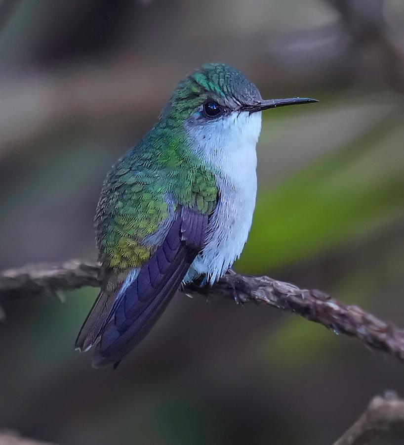 Arte De Plumas Birding Lodge Καρτάγο Εξωτερικό φωτογραφία