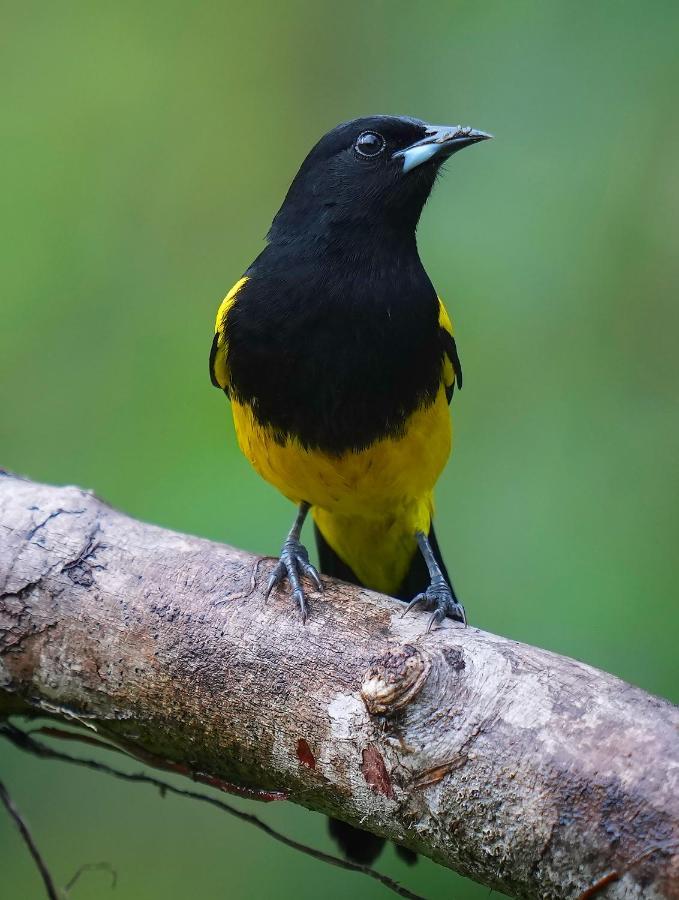 Arte De Plumas Birding Lodge Καρτάγο Εξωτερικό φωτογραφία