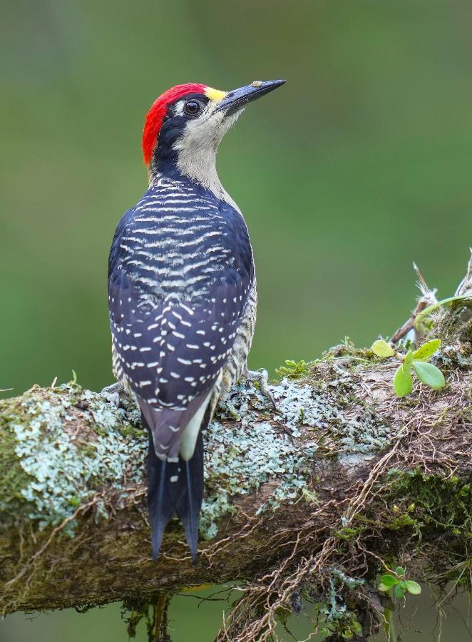 Arte De Plumas Birding Lodge Καρτάγο Εξωτερικό φωτογραφία